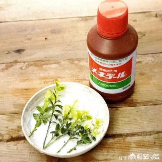 哪些樹(shù)種可以做街道綠化樹(shù)種？(圖11)