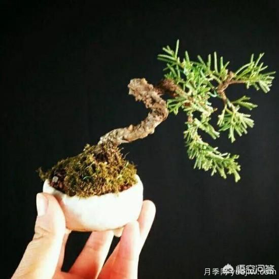 哪些樹(shù)種可以做街道綠化樹(shù)種？(圖7)