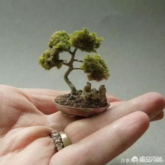 哪些樹(shù)種可以做街道綠化樹(shù)種？(圖5)