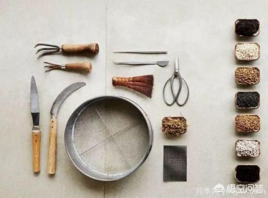 哪些樹(shù)種可以做街道綠化樹(shù)種？(圖8)