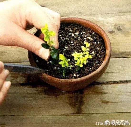 哪些樹(shù)種可以做街道綠化樹(shù)種？(圖17)