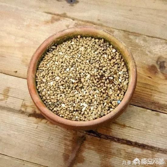哪些樹(shù)種可以做街道綠化樹(shù)種？(圖12)