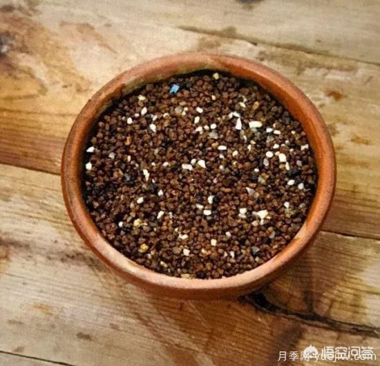 哪些樹(shù)種可以做街道綠化樹(shù)種？(圖14)
