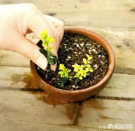 哪些樹(shù)種可以做街道綠化樹(shù)種？(圖16)