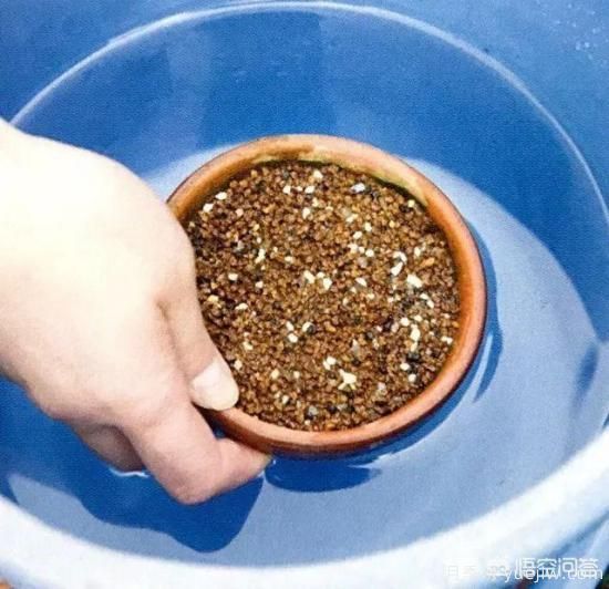 哪些樹(shù)種可以做街道綠化樹(shù)種？(圖13)