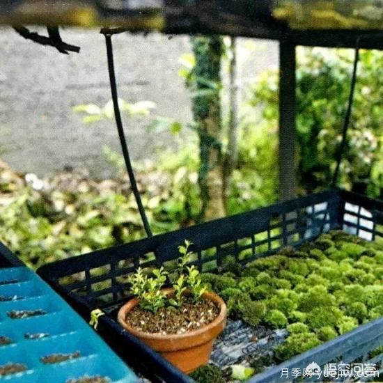 哪些樹(shù)種可以做街道綠化樹(shù)種？(圖19)