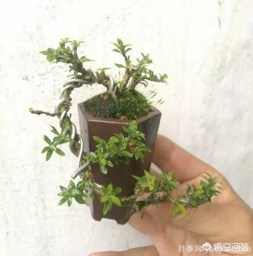 哪些樹(shù)種可以做街道綠化樹(shù)種？(圖21)