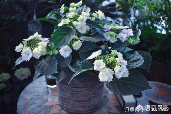 繡球花葉子小是怎么回事？(圖7)
