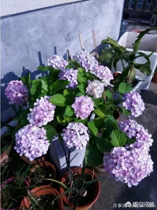 繡球花葉子小是怎么回事？(圖8)