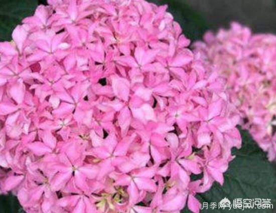 繡球花葉子小是怎么回事？(圖3)