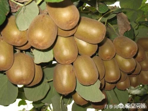 彩葉樹(shù)種哪些適合南方種植？表現要好些的！(圖1)