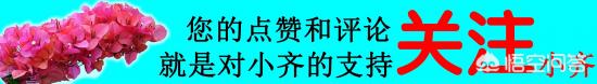 繡球花葉子小是怎么回事？(圖9)