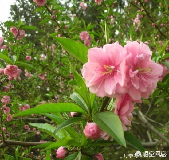 紅葉碧桃算是果樹(shù)還是綠化樹(shù)？(圖5)