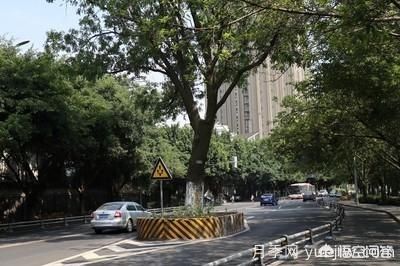 皂角樹(shù)一畝地種植多少株合適？(圖3)