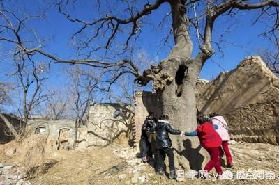 皂角樹(shù)一畝地種植多少株合適？(圖1)