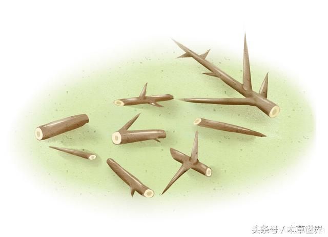 農村皂角樹(shù)上的木刺有啥作用？(圖2)