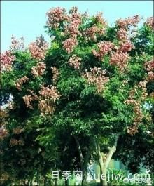 現在什么苗木種植前景好？(圖6)