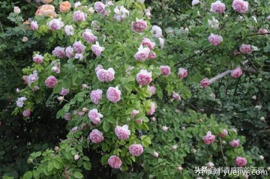你***喜歡的月季是什么品種？為什么喜歡？(圖1)