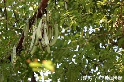 皂角樹(shù)一畝地種植多少株合適？(圖4)