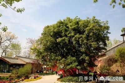 皂角樹(shù)一畝地種植多少株合適？(圖5)