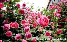 適合做拱門(mén)的大型藤本月季，有哪些品種可以推薦？(圖3)