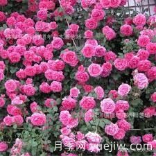 適合做拱門(mén)的大型藤本月季，有哪些品種可以推薦？(圖8)