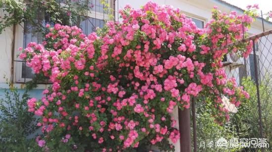 藤本月季的優(yōu)缺點(diǎn)是什么？有哪些？(圖1)