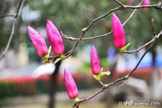 紅玉蘭與白玉蘭如何區分？(圖2)