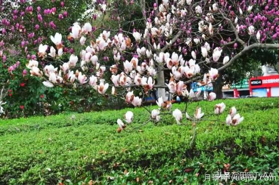 紅玉蘭與白玉蘭如何區分？(圖4)