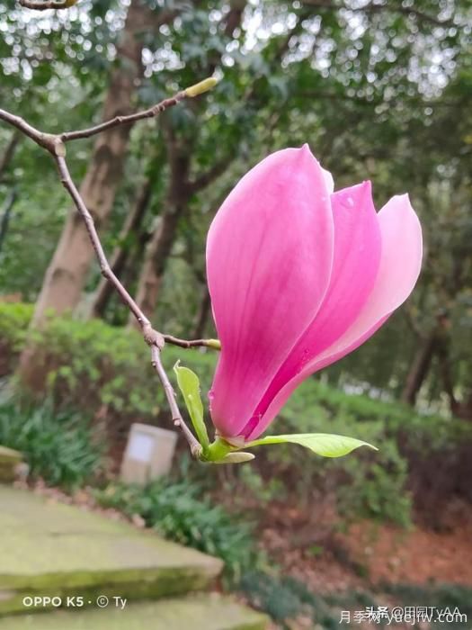 紅玉蘭與白玉蘭如何區分？(圖1)