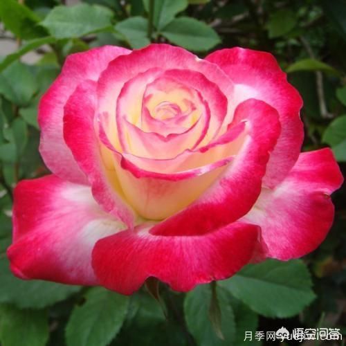 ***香的幾款月季品種是什么？ 什么品種的月季花(圖2)