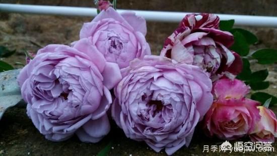 ***香的幾款月季品種是什么？ 什么品種的月季花(圖1)