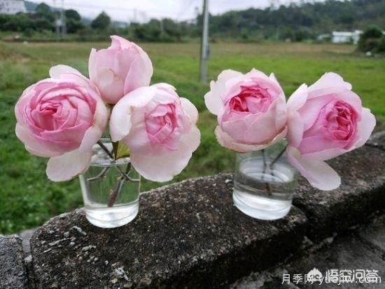 ***香的幾款月季品種是什么？ 什么品種的月季花(圖3)