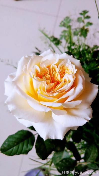 ***香的幾款月季品種是什么？ 什么品種的月季花(圖7)