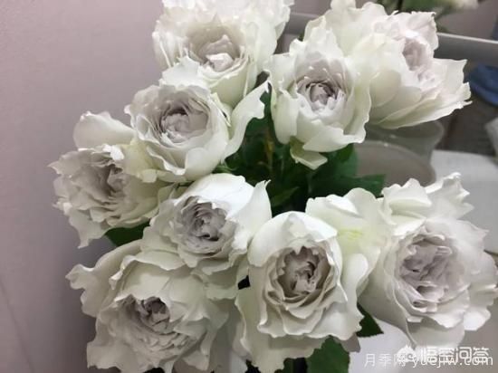 ***香的幾款月季品種是什么？ 什么品種的月季花(圖4)