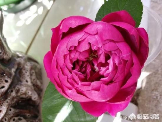 ***香的幾款月季品種是什么？ 什么品種的月季花(圖5)
