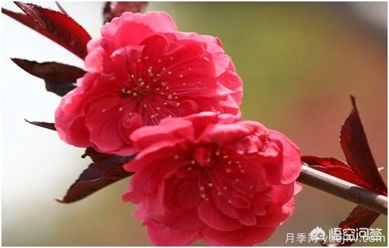 園林適合種植紅葉碧桃嗎？(圖2)
