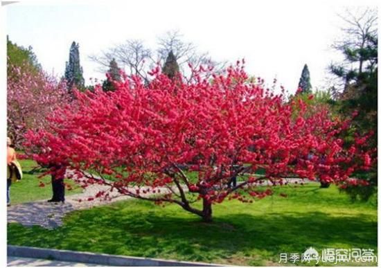 園林適合種植紅葉碧桃嗎？(圖1)