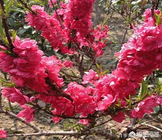 園林適合種植紅葉碧桃嗎？(圖8)