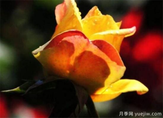 月季和玫瑰如何區分 教你分辨月季和玫瑰的區別(圖2)