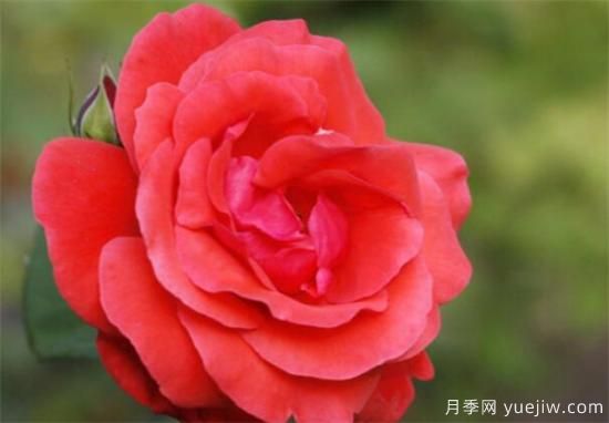 月季花的功效和作用有那些  盤(pán)點(diǎn)月季的主要價(jià)值(圖1)