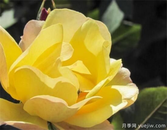 月季和玫瑰如何區分 教你分辨月季和玫瑰的區別(圖3)