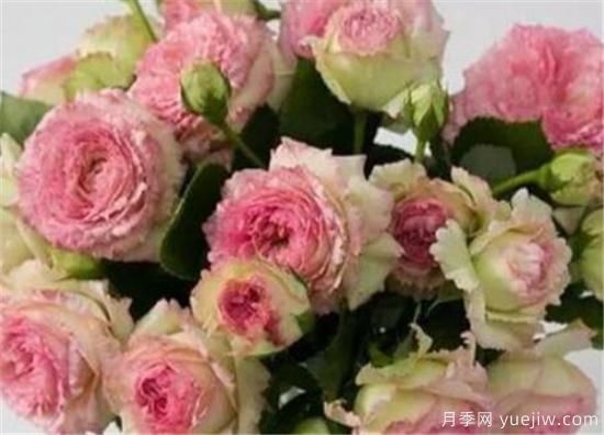 月季品種有那些 月季常見(jiàn)品種大全與資料介紹(圖2)