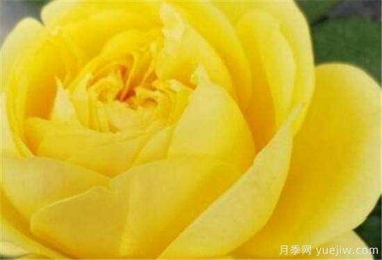 月季品種有那些 月季常見(jiàn)品種大全與資料介紹(圖1)