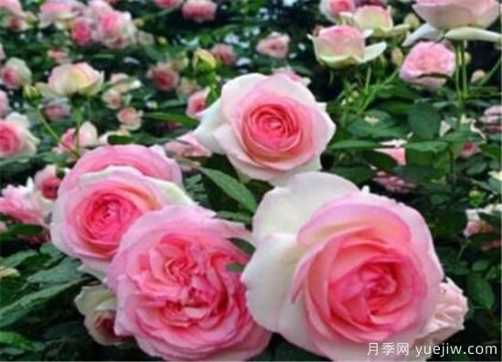 月季品種有那些 月季常見(jiàn)品種大全與資料介紹(圖8)