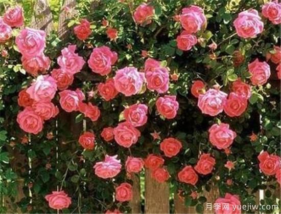 豐花月季花期是幾月份 豐花月季的花語(yǔ)寓意(圖2)