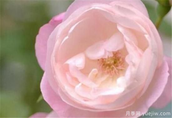 月季品種有那些 月季常見(jiàn)品種大全與資料介紹(圖9)