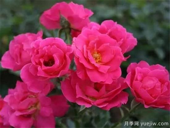 豐花月季花期是幾月份 豐花月季的花語(yǔ)寓意(圖3)