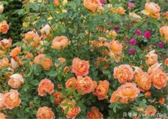 月季品種有那些 月季常見(jiàn)品種大全與資料介紹(圖7)