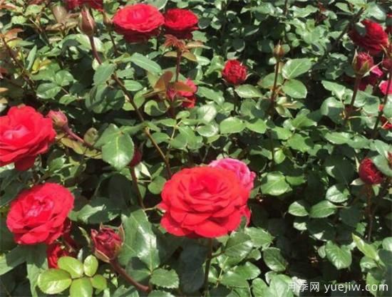 豐花月季花期是幾月份 豐花月季的花語(yǔ)寓意(圖1)